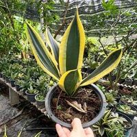 Сансевиерия