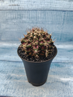 Gymnocalycium T-Rex Pink hybride (Гимнокалициум)
