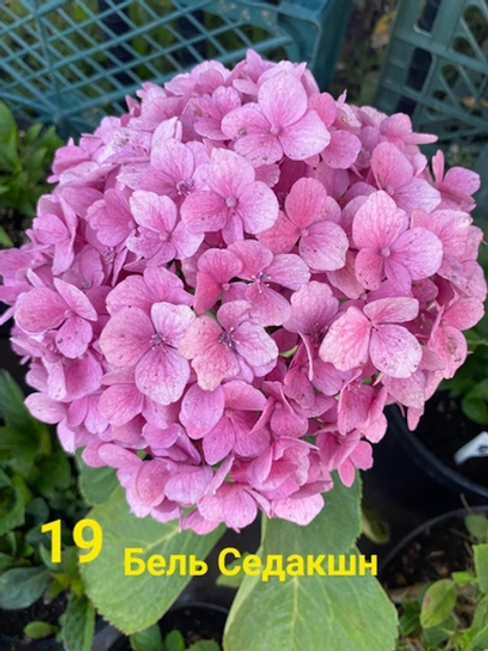 Belle Seduction/ Бель Седакшн  (Стандарт поставки Р9)2025г.