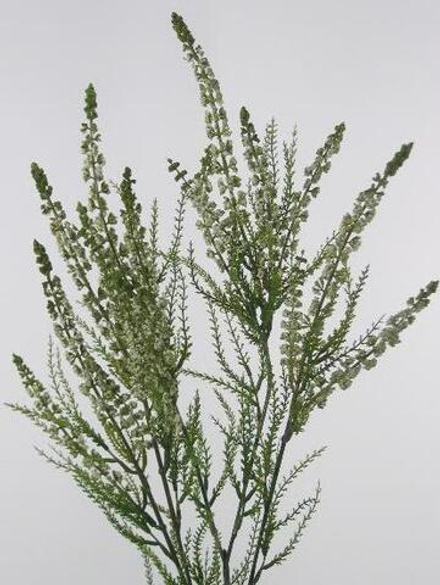 Золотарник