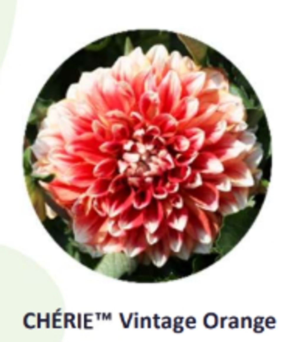 ЕВРО Георгина Cherie Vintage Orange укорененный ЕВРО черенок НАЧАЛО ЯНВАРЯ поставка 5