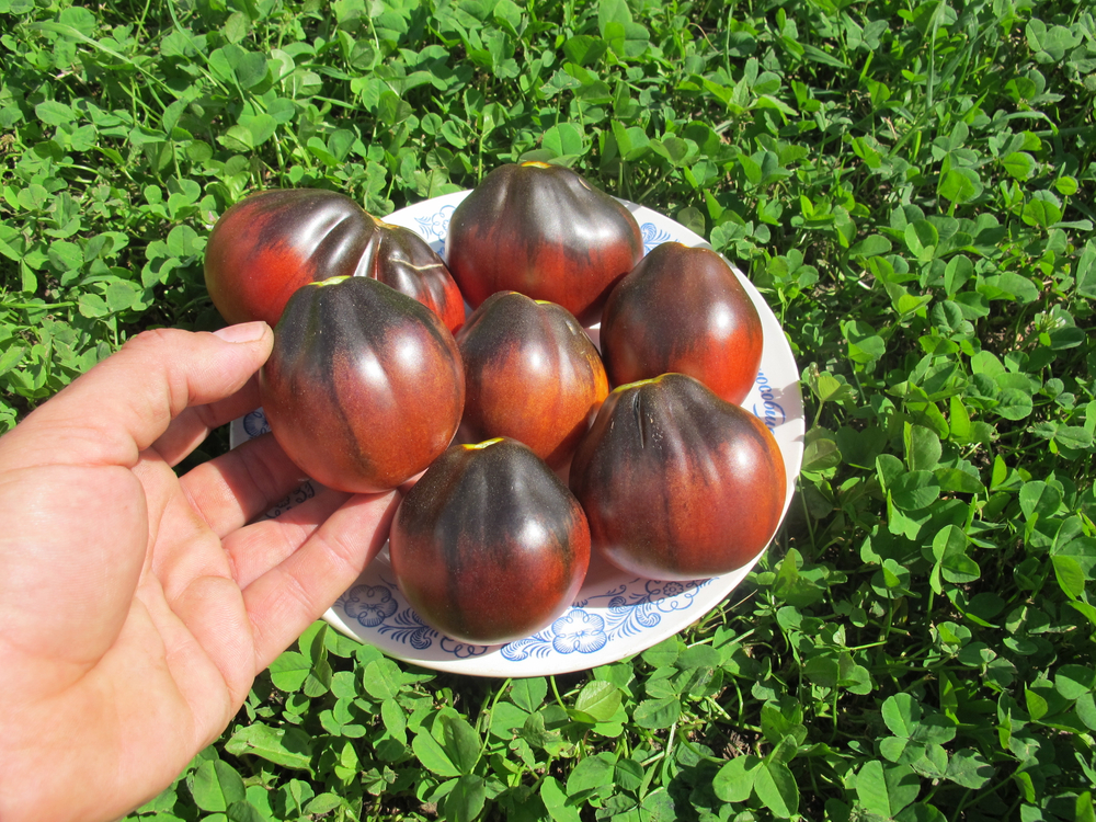 Помидоры Синяя Груша - Blue Pear