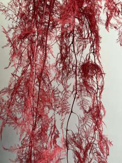 Аспарагус стабилизированный перистый бордовый