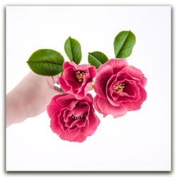 Лепестки шиповника. Набор 1