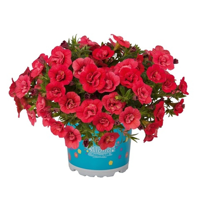 К5 Калибрахоа Аloha double cherry red