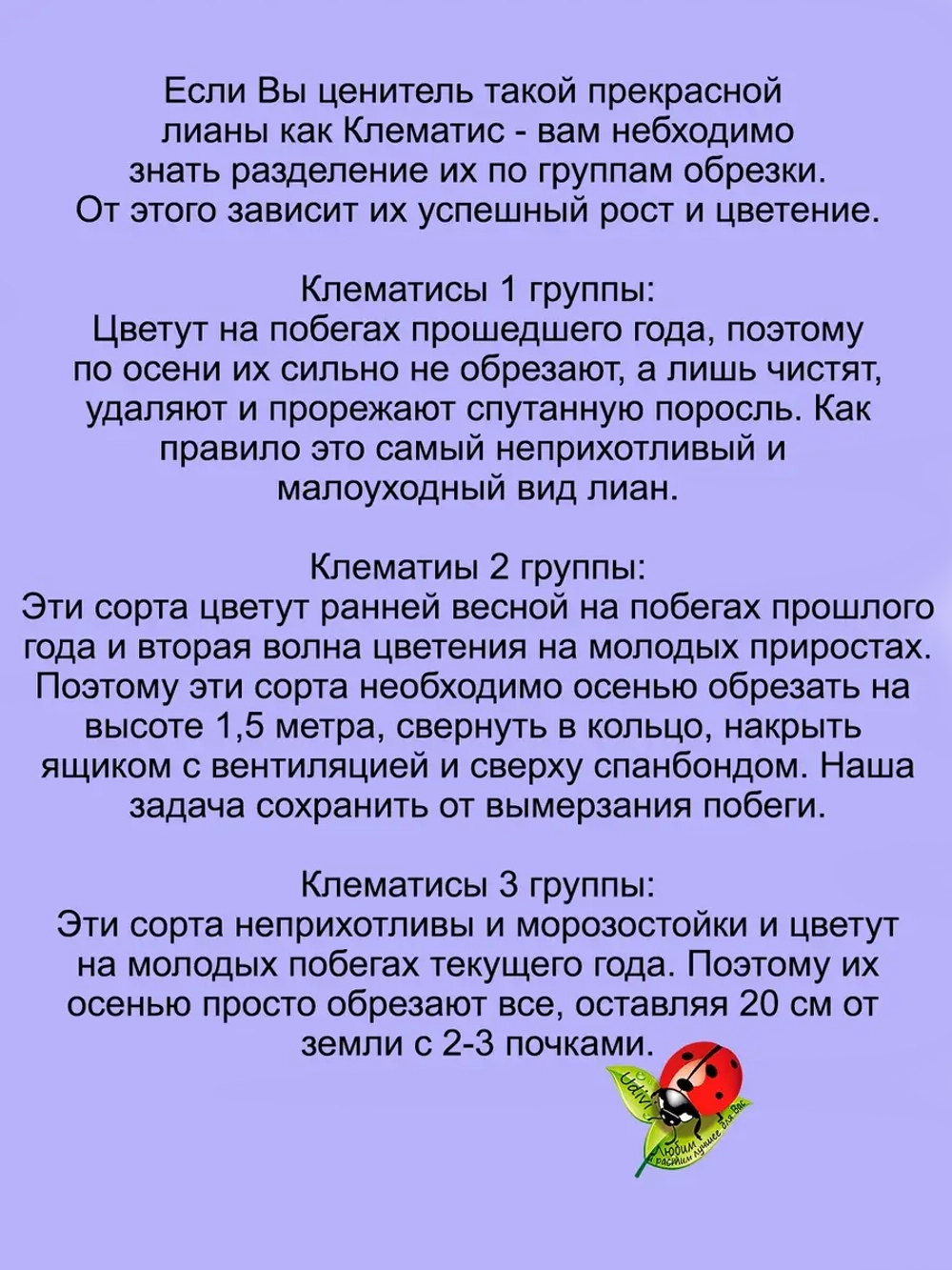 Клематис Розалин махровый