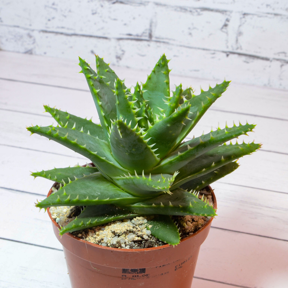 Aloe Brevifolia (Алоэ)