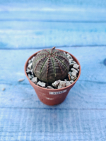 Суккулент Euphorbia Obesa (Эуфорбия)