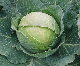 Капуста белокочанная Фреско F1 2500 (семян)
