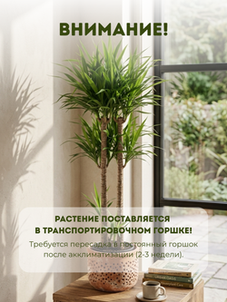 Драцена Reflexa д.18