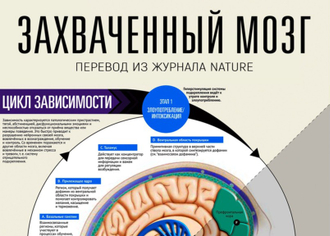 Цикл видео на тему исследования мозга