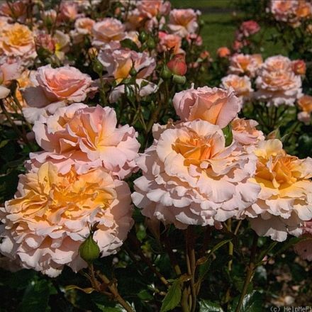 Грейт Экспектейшнс (Great Expectations)