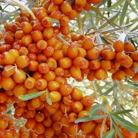 Облепиха среднеспелая Алей