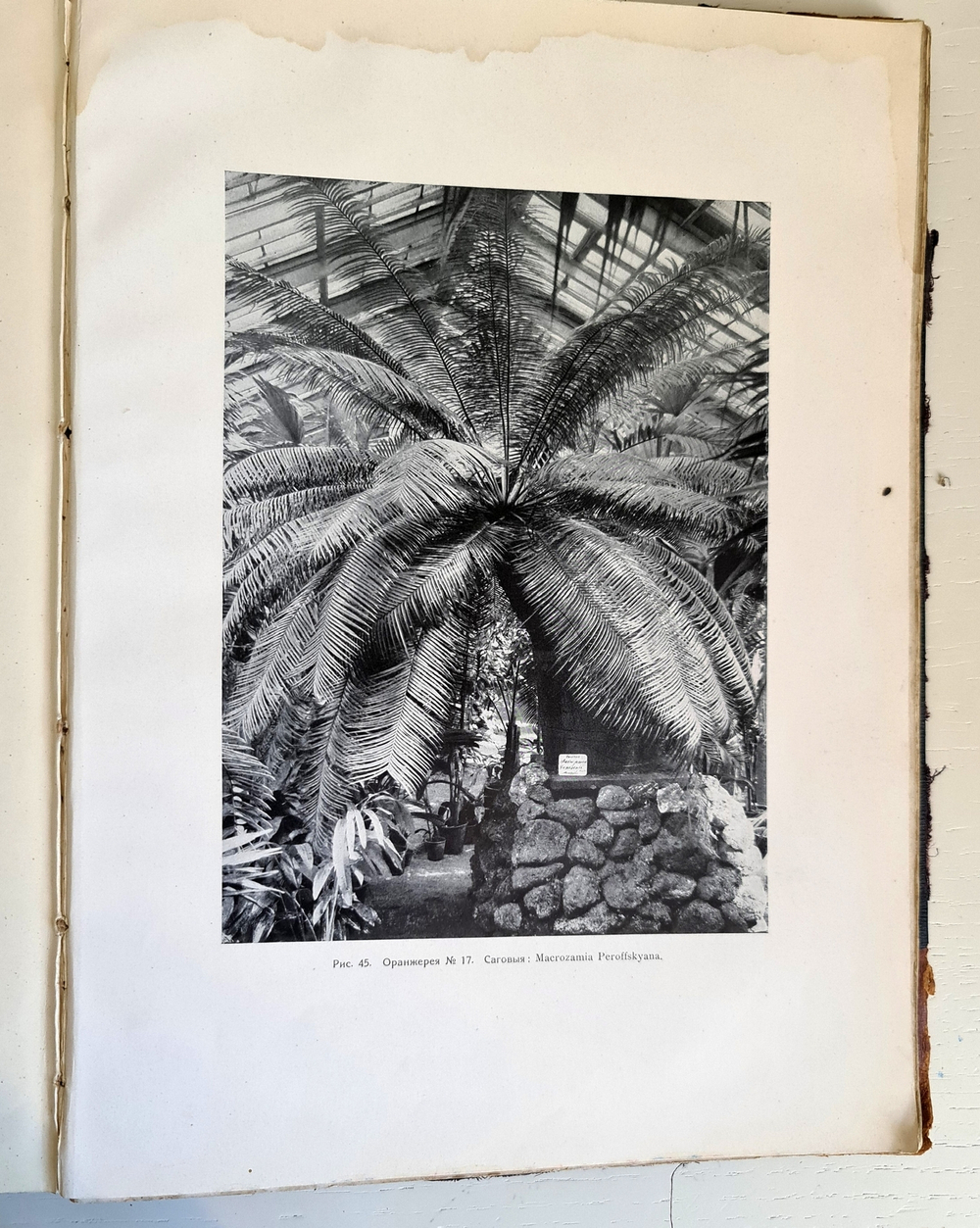 "Императорский С.-Петербургский Ботанический сад за 200 лет его существования (1713– 1913). Часть 1". Под главной редакцией А. Фишера-фон- Вальдгейма. 1913 г.
