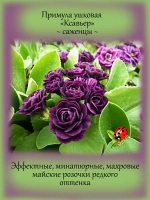 Примула Ксавьер ушковая первоцвет