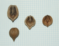 Семена ореха ланкастерского "северный" Левина"
