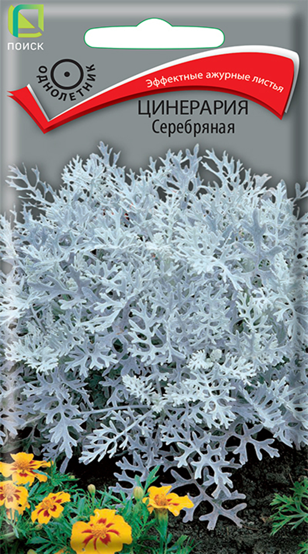 Цинерария Серебряная