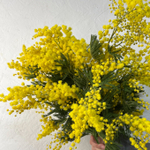 🌸☀️ охапка Весенний водоворот — душистая пушистая мимоза — 5 веток — 8 марта у Феи