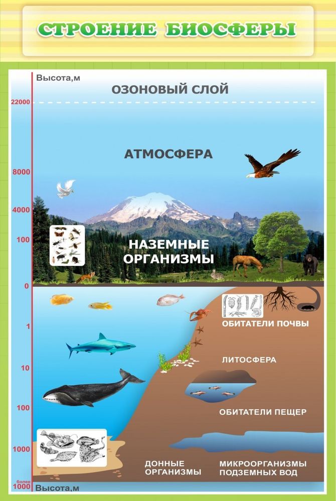 Стенд &quot;Строение биосферы&quot;