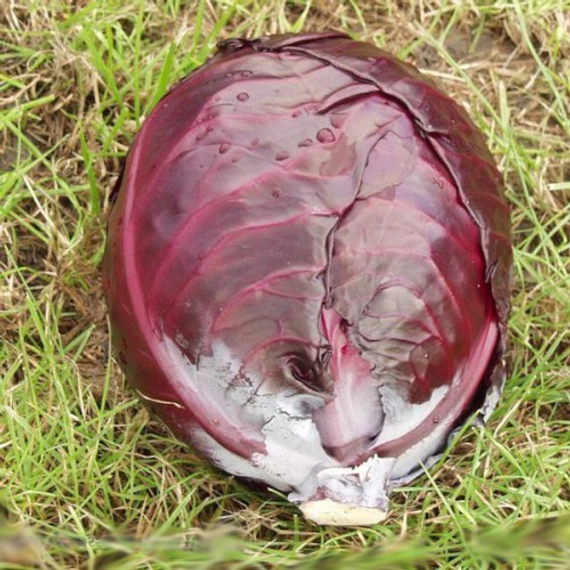 Фуего F1 семена капусты краснокочанной (Clause / Клос) – фото 4