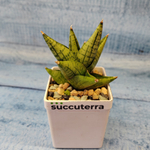 Sansevieria Rocky Crown (Сансевиерия)