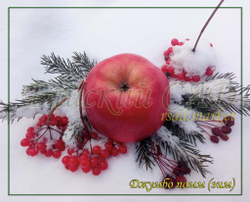 Яблоня Джумбо Помм "Яблоко-Слоненок" (Jumbo Pomme)