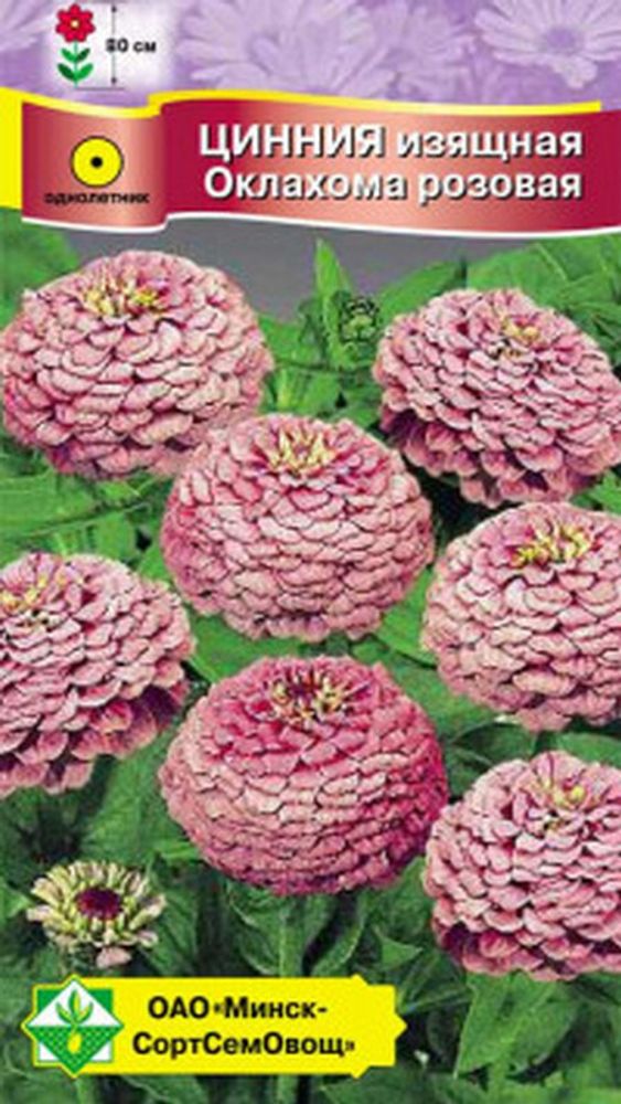 Цинния изящная "Оклахома Розовая" 0.2г, Чехия. Цинния изящная "Оклахома Розовая" 0.2г, Чехия.