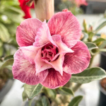 Адениум обесум HONG FAH