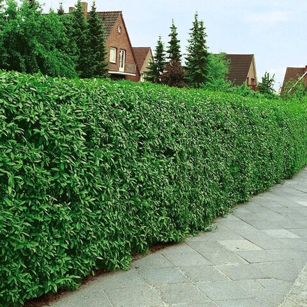 Бирючина Атровиренс (Ligustrum vulgare) Atrovirens