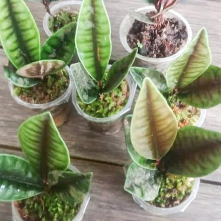 Лабизия CROCODILE