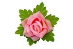 Роза малая с листом