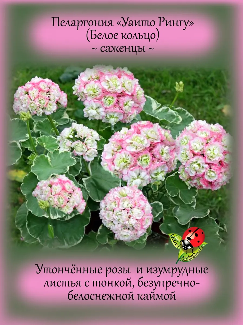 Пеларгония Уаито Рингу вариегатная розебудная