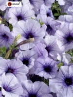 Петуния мультифлора Селебрити F1 Блю Айс blue