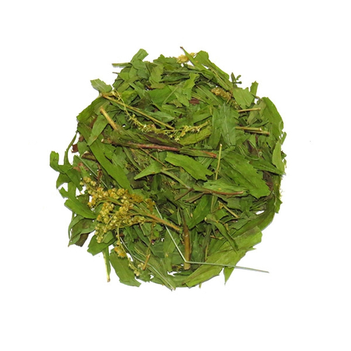 Золотая розга (лист, цвет)