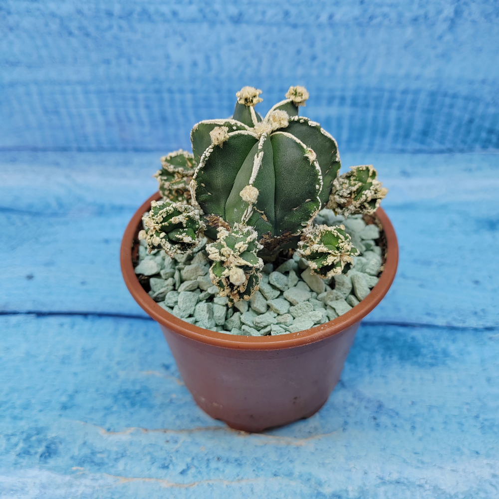 Astrophytum Myriostigma "Hakujo Fukuryu"  (Астрофитум)