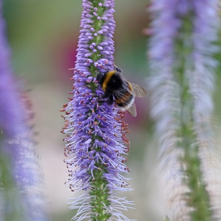 Вероникаструм виргинский "Lavendelturm". Veronicastrum virginicum "Lavendelturm".