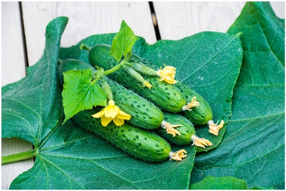 Огурец Спино F1 (50шт) Витагрин Профи