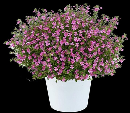 Джеймсбритэния STARDOM pink