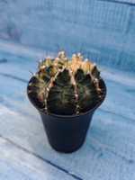 Gymnocalycium Variegata (Гимнокалициум Вариегатный)