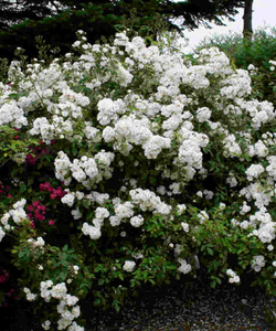 Роза Ватерлоо С7 Закупка М57 июнь 2026