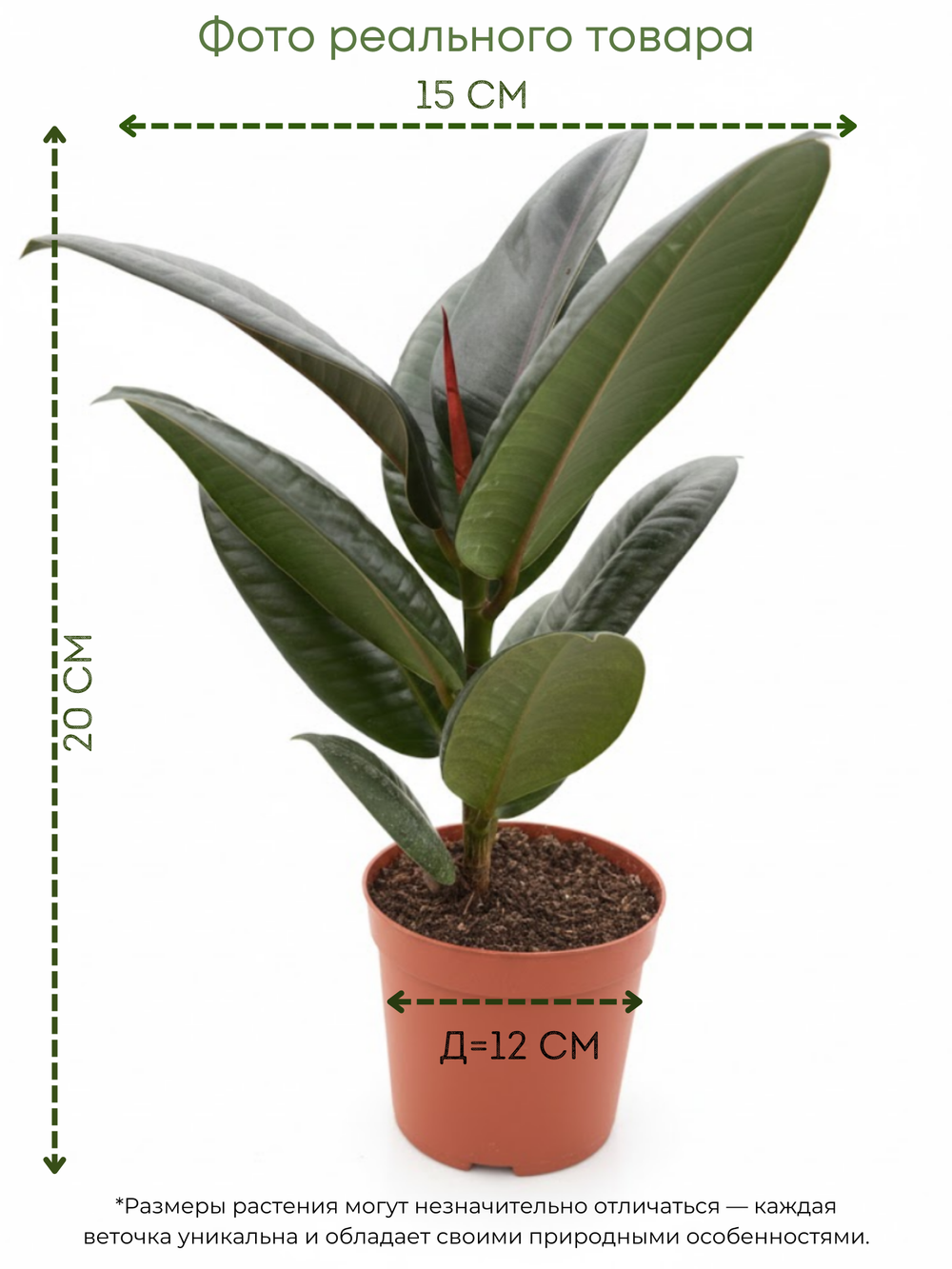 Фикус Flower Kong д.11