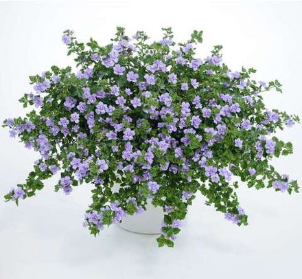 Бакопа Double Blue ОКС укорененный черенок