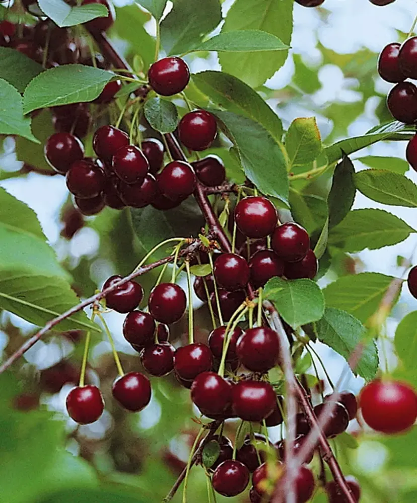 Вишня Владимирская С5 Закупка М69 июнь 2026