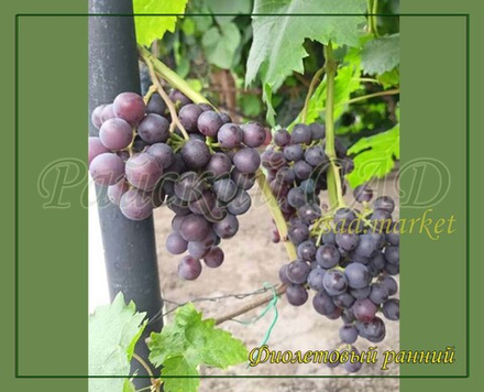 Виноград Фиолетовый ранний