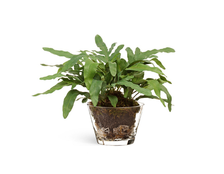 "Rabbit Foot" в стеклянной вазе с мхом, корнями, землёй