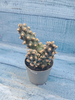 Tephrocactus Molinensis (Тефрокактус)