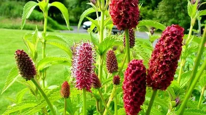 Кровохлебка лекарственная (корень и корневище)