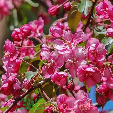 Яблоня декоративная Хелена