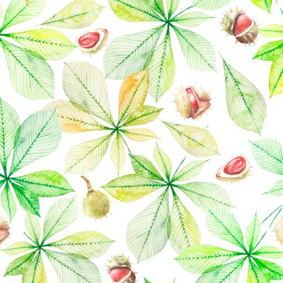 Узор с листьями и орехами каштана изолированный на белом фоне