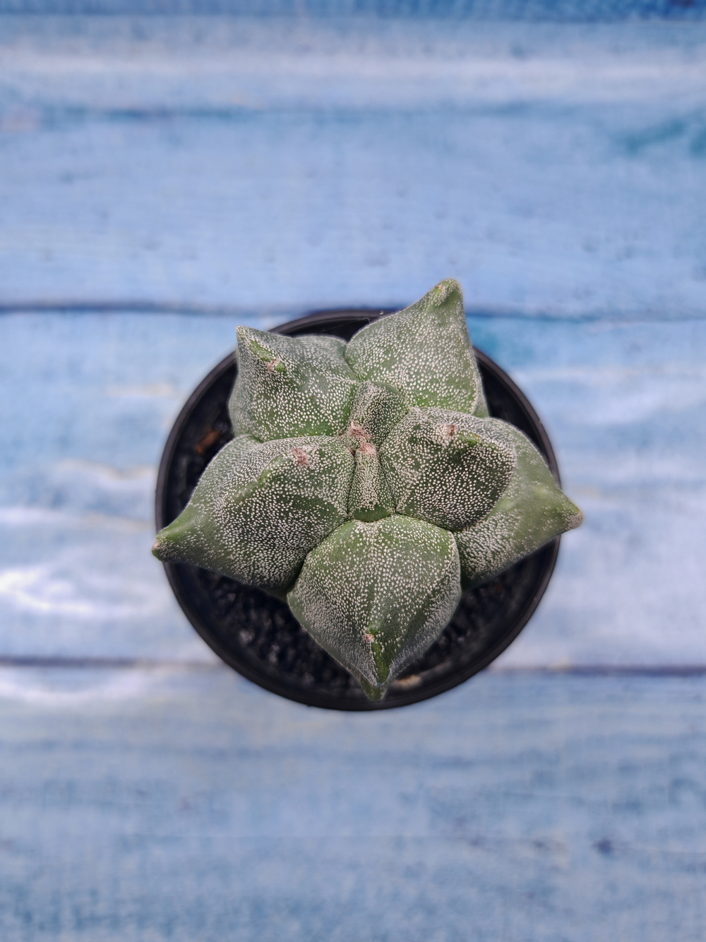 Astrophytum Myriostigma monstrosa (Астрофитум)